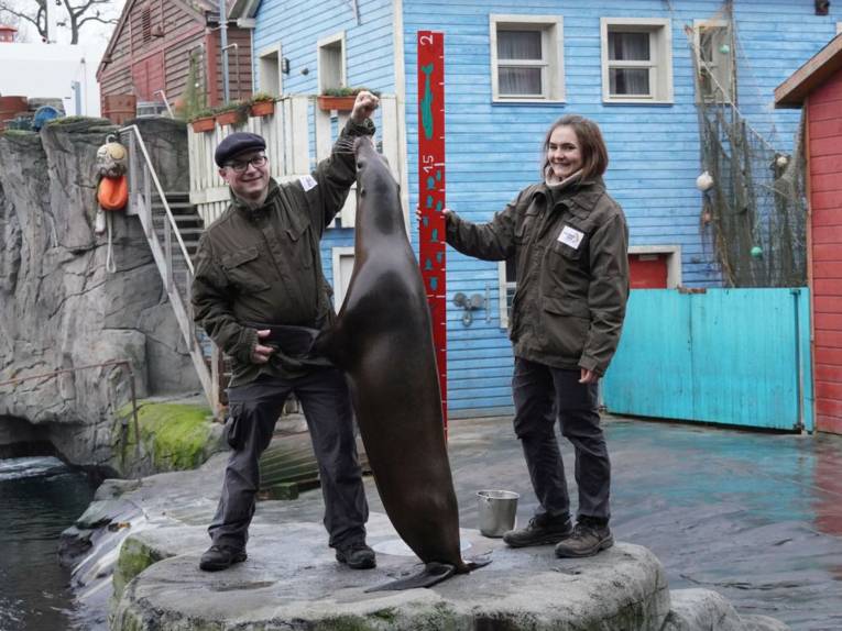 Zwei Tierpfleger im Zoo Hannover messen die Größe einer Seelöwin während der Inventur.